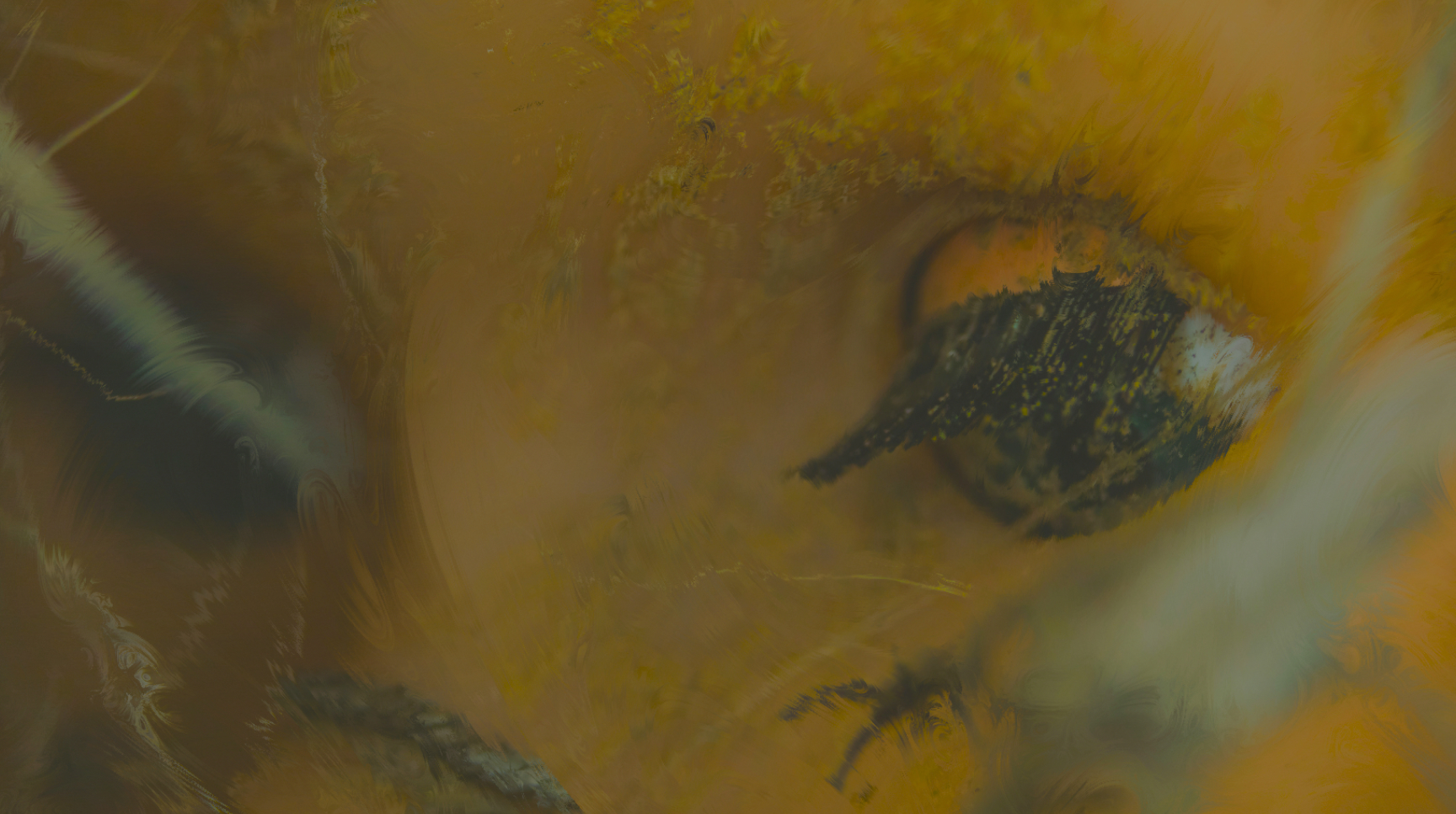 Main Header image containing a doll head